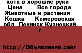 кота в хорошие руки › Цена ­ 0 - Все города Животные и растения » Кошки   . Кемеровская обл.,Ленинск-Кузнецкий г.